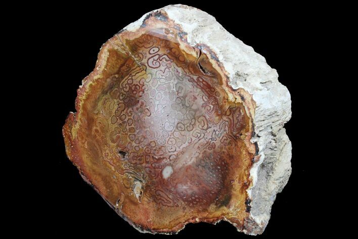 Polished Petrified Tree Fern (Tietea) End Cut - Brazil #78158